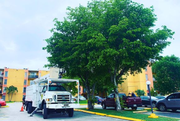 Hospitals & Medical Centers Tree Care