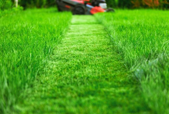 Lawn Disease Treatment​