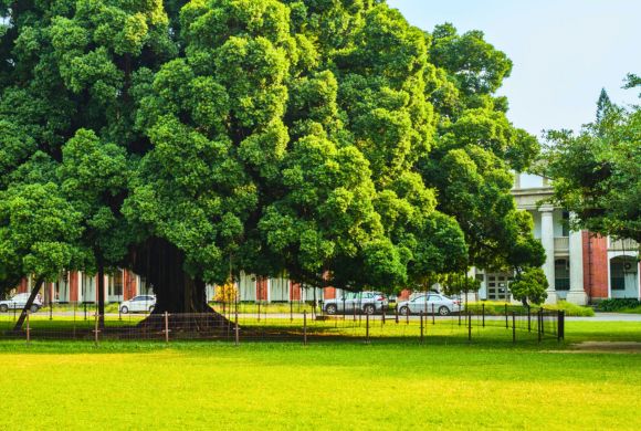 Office Parks & Corporate Campus Tree Services