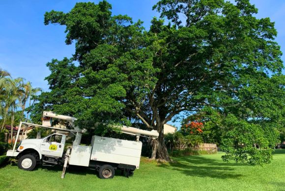 Organic Tree Care Services​