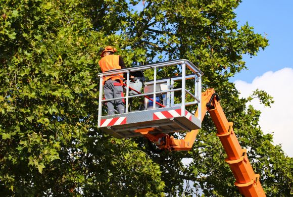 Parks & Public Green Spaces Cleaning​