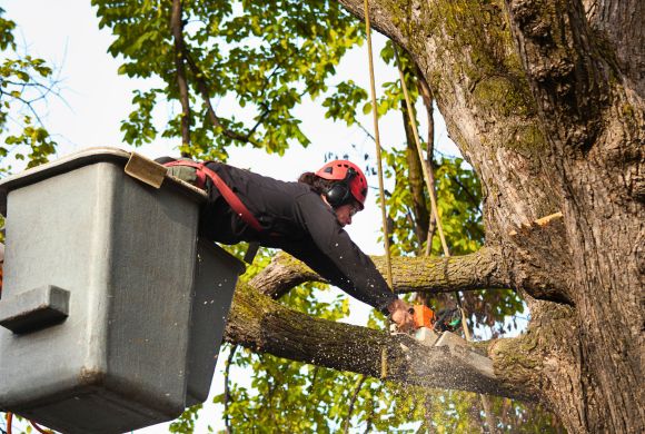 Professional Palm Trimming Services