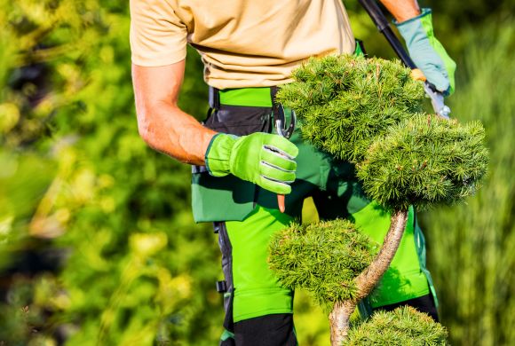 Professional Tree Pruning & Trimming Services
