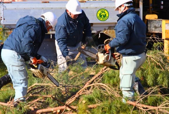 Professional Tree Removal Services