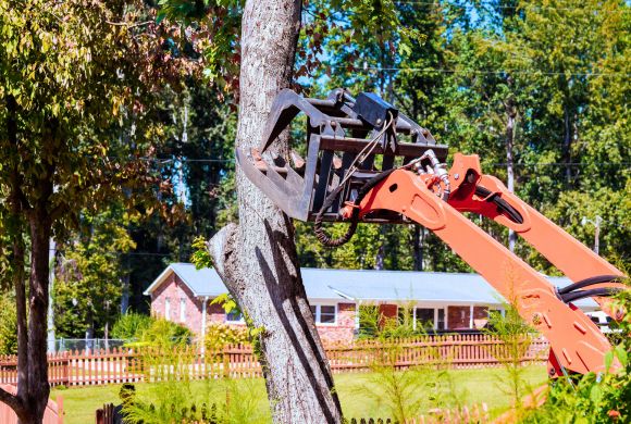 Pruning, Removal & Vegetation Control in Urban Areas​