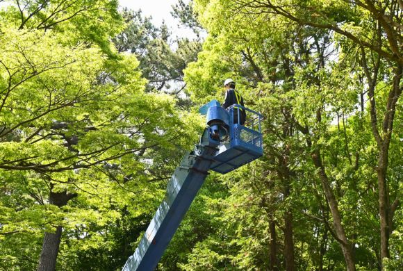 Tree Cabling & Bracing Services