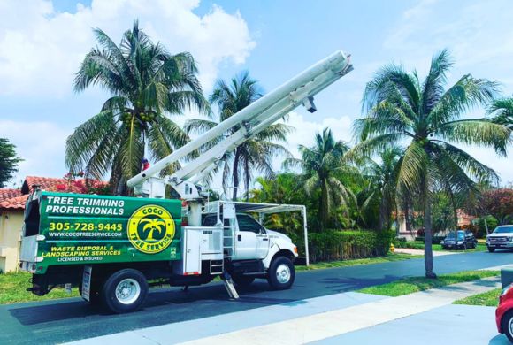 Tree & Landscape Services