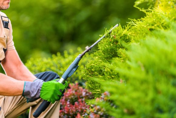 Tree & Shrub Fertilization Services