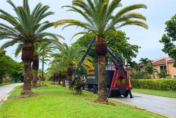 Tree & Vegetation Services for Condos, HOAs