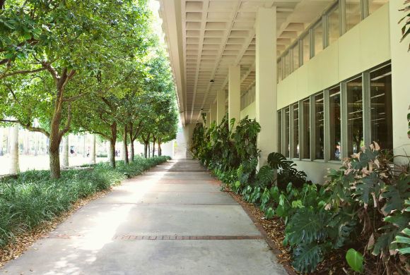 Universities & Colleges Tree Care​