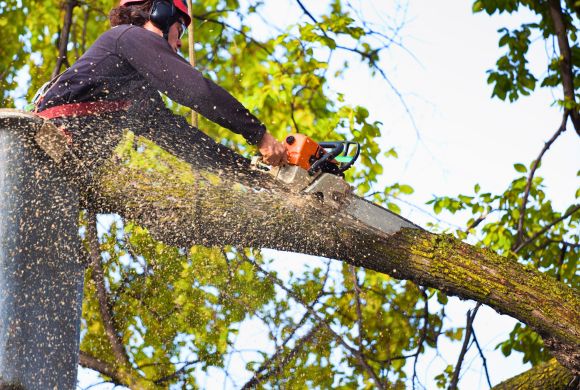 Vegetation Management for Zoos, Reserves & Protected Areas​