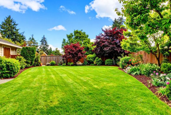 Waterfront Property Tree & Landscaping Services​